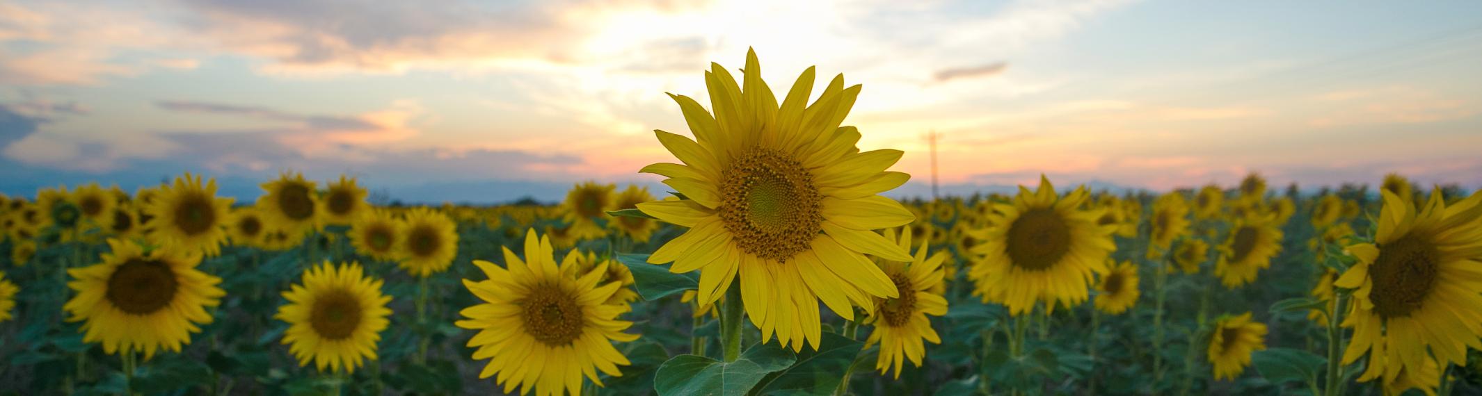 A field of sunflowers near Denver International Airport